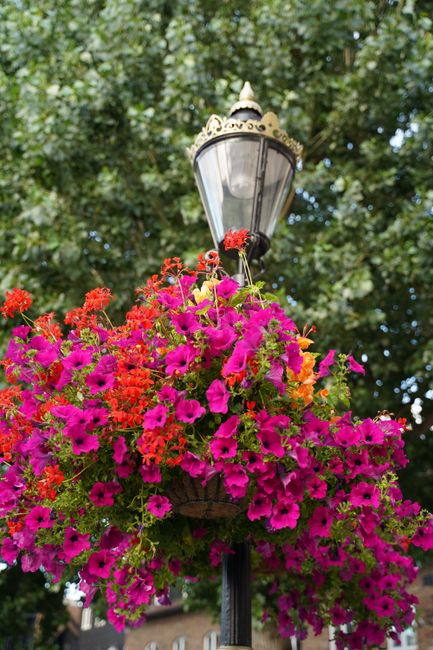 A decorative black wrought iron lamppost topped with a clear glass lantern, surrounded by a vibrant hanging basket filled with pink and red petunias and trailing flowers. The flowers are lush, with de