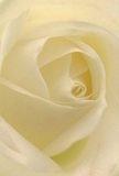 Drawn closely into the delicate heart of a cream-white rose, this image invites you to imagine resting amongst its petals-soft and inviting as the cool air drifting over Harrow-on-the-Hill at dawn. Spiralling layers gently unfurl, each petal paper-thin yet lush, with a whisper of morning dew glistening on velvet folds. Light streams lightly through the ivory curves, creating soft shadows and an aura of serenity that fills the bouquet with quiet emotion. There is a peaceful, almost meditative quality-like a gentle moment shared with a loved one by the old trees of West Harrow Park. Every detail speaks of thoughtful design: a bloom chosen to symbolise reverence, new beginnings, or cherished remembrance, perfect for when words fall short. The elusive, sweet fragrance lingers in the air, subtle and comforting, a hallmark of truly heartfelt floristry in Harrow. This composition captures not only the timeless grace of the rose but also the devotion and care with which every arrangement is assembled to brighten the lives of neighbours and friends across our community.